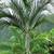 NEW CALEDONIA Palms ---- RARE palms 7 thumbnail