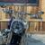 2007 Harley-Davidson FLSTF Softail® Fat Boy® Softail® 12 thumbnail