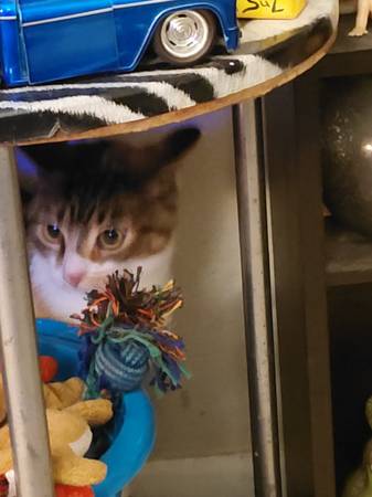 Kitten de 1 año necesita hogar lo antes posible (Melrose)63992989829122123