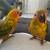 Young sun conures 3 thumbnail