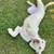 🐶 Guaranteed Potty & Obedience Training – Scranton / Wilkes-Barre 🐕 10 thumbnail