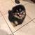 Pomeranian puppies for sale 9 thumbnail