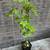 *** SWEETGUM BABY TREES BONSAI STARTERS $3ea / 2 for $5 *** 4 thumbnail
