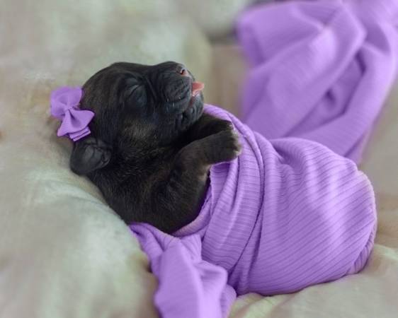 Cane corso puppy for rehoming(Female( Brindle (Amity)63902987658883121