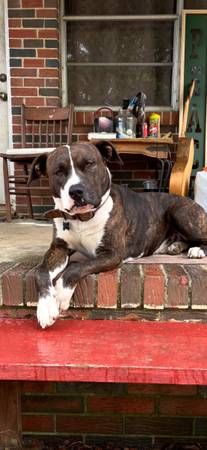 Perro perdido (Bessemer/Adger)63280379762051120