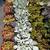 Come Visit Succulent Gardens - Vibrant Varieties Starting at $3! 4 thumbnail
