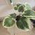 Artificial Greenery Table Top Greenery Potted Plant 2 thumbnail