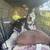 Sweet Pit Bull Free to good home! 3 thumbnail