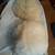 Lady's vintage fur hat and muff 1 thumbnail