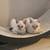 Snow Bengal Kittens 5 thumbnail