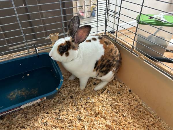 Mini Conejo Rex (Roanoke Rapids)63948404392066121