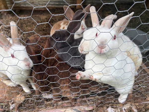 Bunnies 1