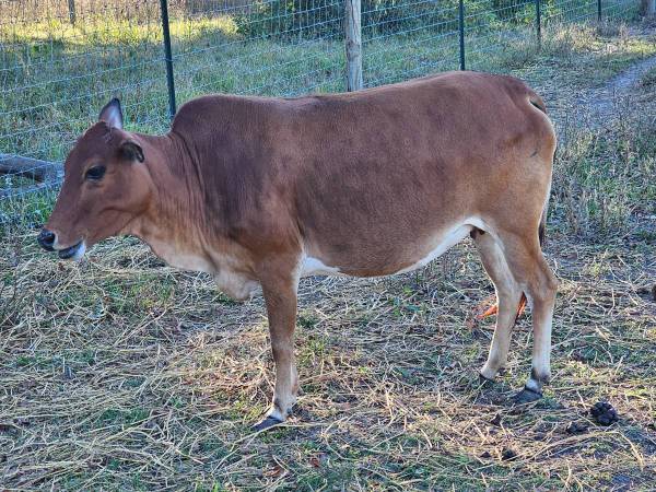 Micro mini zebu pair 1