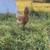 Ameraucana Rooster 5 thumbnail