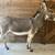 Miniature Mediterranean Donkeys for sale 13 thumbnail