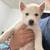 3 female puppies for sale 1 thumbnail