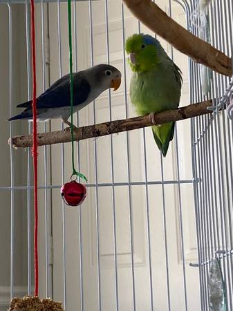 Periquito Verde y Pájaro del Amor Gris Azulado (Jacksonville)63619057216641124