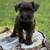 Gorgeous Liver Miniature Schnauzer 1 thumbnail