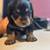 PUPPIES LOOKING FOR THEIR FOREVER HOME 2 thumbnail