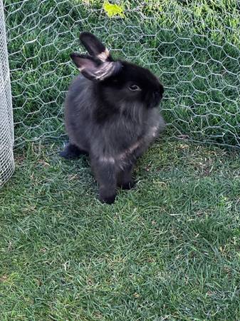 Baby rabbits 1