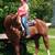 Gelding 5 thumbnail