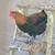 Roosters- Marans & Easter Egger 8 thumbnail