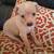 Chihuahua puppies for rehoming 2 thumbnail