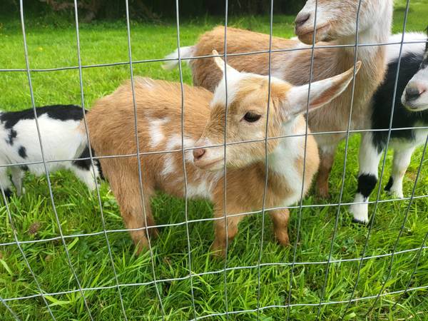 Cabras enanas nigerianas ADGA (Monroe)63443577080835124