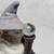 Vintage Rare Porcelain Wizard with Owl and Staff Musical Music Box Mann 1985 16 thumbnail