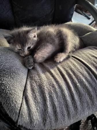 Gray cats giveaway (Cedar Rapids)64052091126657122
