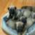Cane Corso 3 thumbnail