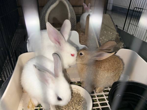 Bunnies 1