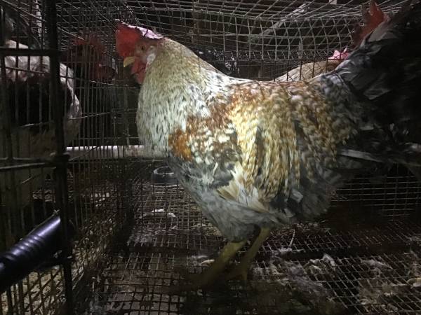 One year old roosters 1