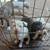 Dogs & puppies needing to rehome 1 thumbnail