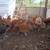 Chickens/Gallinas 3 thumbnail
