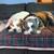 Blue nose pit mix 2 thumbnail