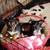 Jack Russell Terrier Puppies 2 thumbnail