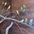 Cockatiels and parakeets 6 thumbnail