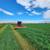 Quality Alfalfa Hay 2 thumbnail
