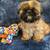 Charming Ewok 4-month-old Male Shih Tzu. 1 thumbnail