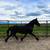 Friesian Mare - Project or Broodmare Prospect 1 thumbnail