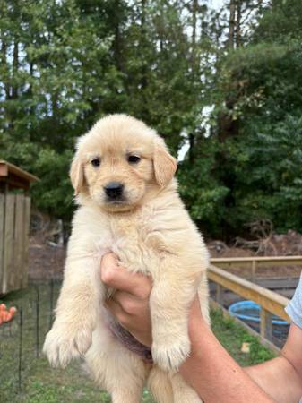 Rehoming golden retriever puppies (New Bern)63897334449666120