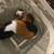 Guinea Pigs 2 thumbnail