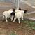 Dorper Wethers 1 thumbnail