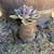 Succulent Planters in Vintage Pots, Sifters, and More 6 thumbnail