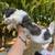 Shih Tzu 15 thumbnail