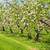 Full size HONEYCRISP APPLES TREES- 5 feet tall, 5 years old, $99 each 17 thumbnail