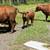Cattle, Bull, Steer 7 thumbnail