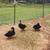 Seabrights, Bob whites , ducks chickens 3 thumbnail