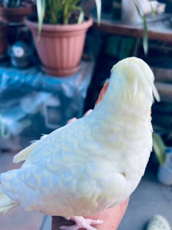Lost Lutino cockatiel 1
